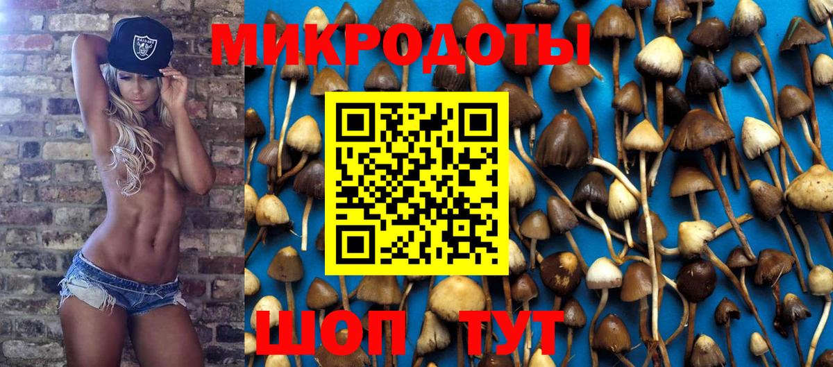 Галлюциногенные грибы Psilocybe Малгобек